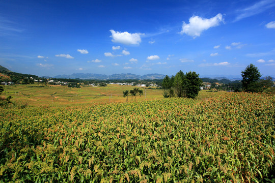 国酒茅台有机高粱基地