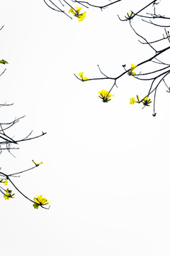 树枝上的黄花