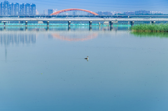 城市河流自然生态