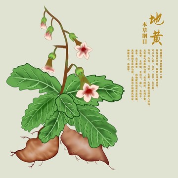 地黃