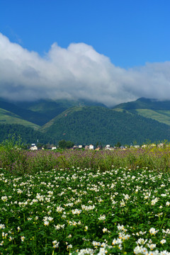 乡村风光