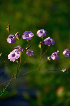 麦蓝菜花