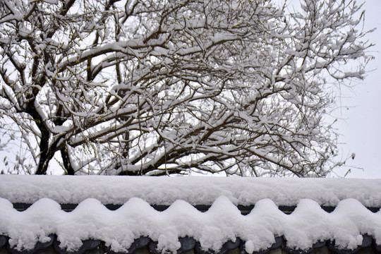 雪景