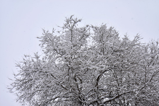 雪景