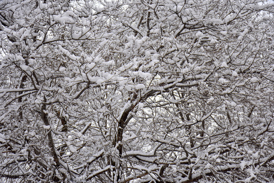 雪景