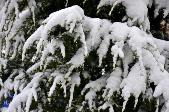 雪景