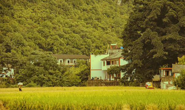 油画般的万峰林