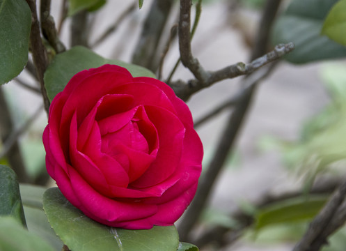 山茶花