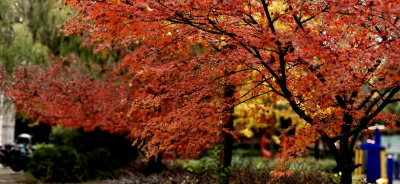 秋天景色树木