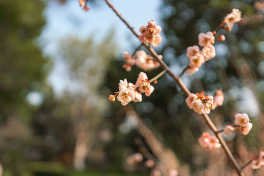 冬天阳光下的梅花树