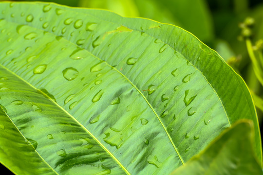 雨后绿叶