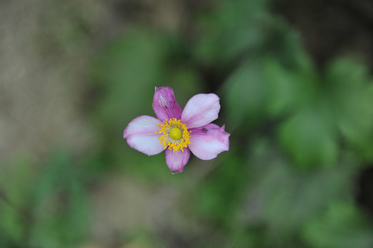 秋牡丹野棉花