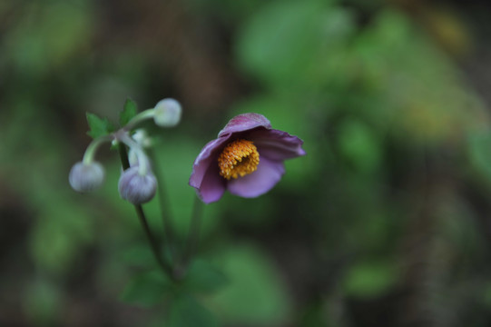 秋牡丹野棉花