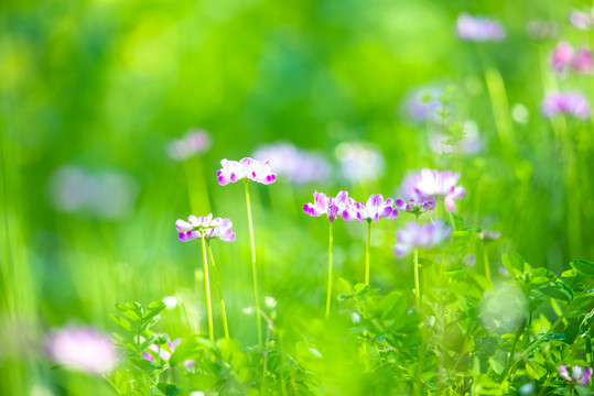 草坪上的紫云英