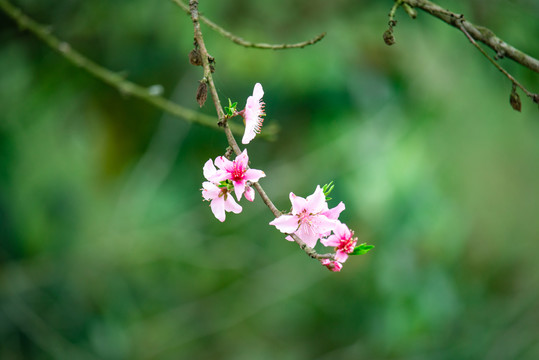 春天里开的桃花