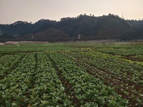 油菜田与远山