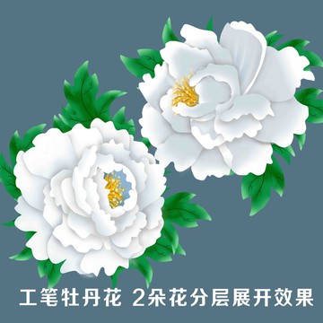 牡丹花