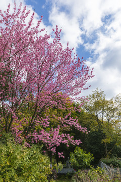 美丽的冬樱花