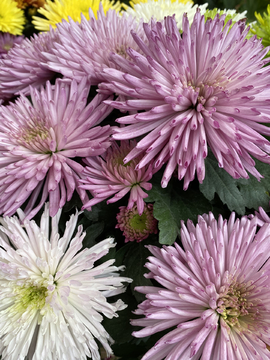 菊花