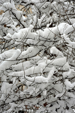 雪景