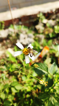 蜜蜂采花