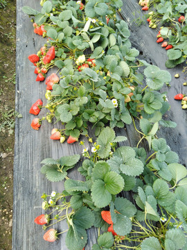 草莓种植基地