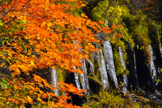 枫叶红叶景区