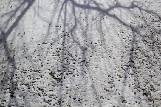 雪地树枝倒影