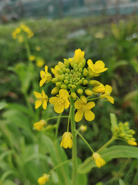 菜籽花