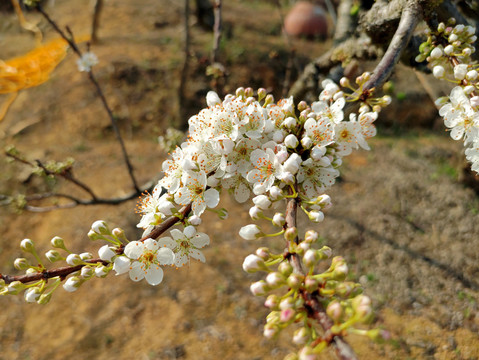 李花