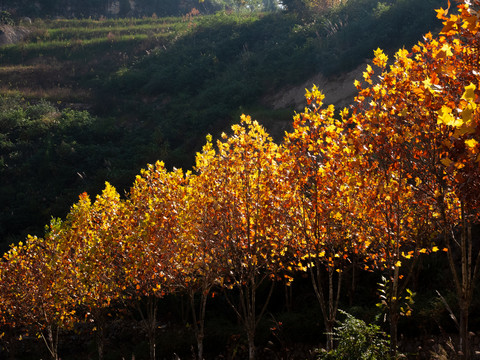 秋季金黄色的树林
