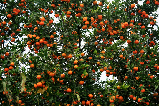 挂果橘子树