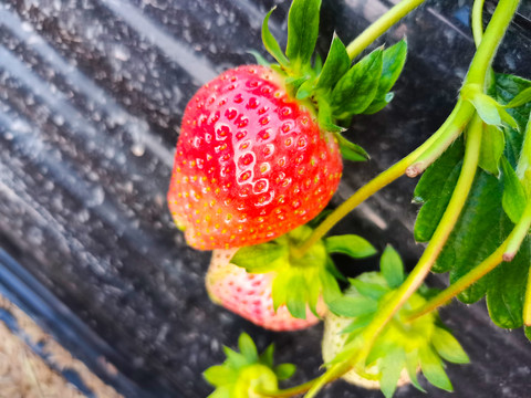 草莓采摘园