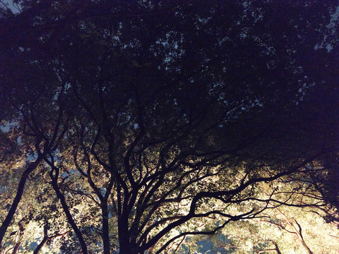 夜色朦胧的树影