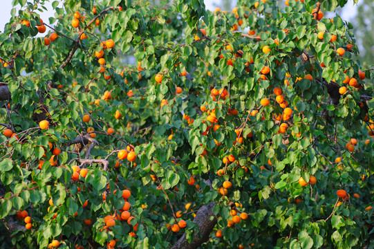 杏树果实