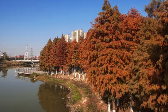 湖畔水杉林风景