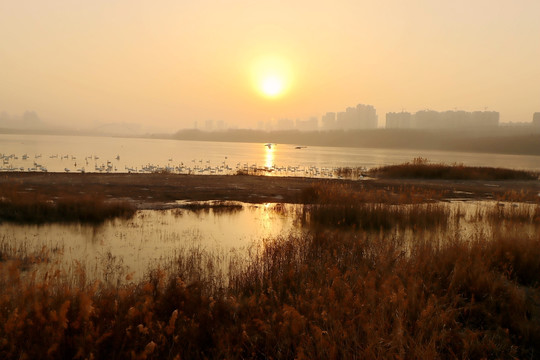 天鹅湖朝阳
