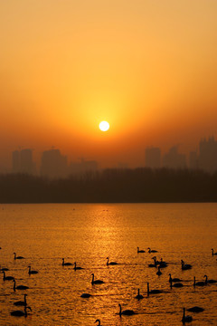 天鹅湖晨曦