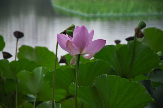 荷花