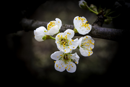 李子花