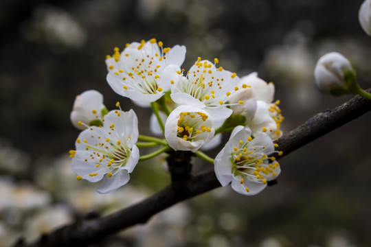 李子花