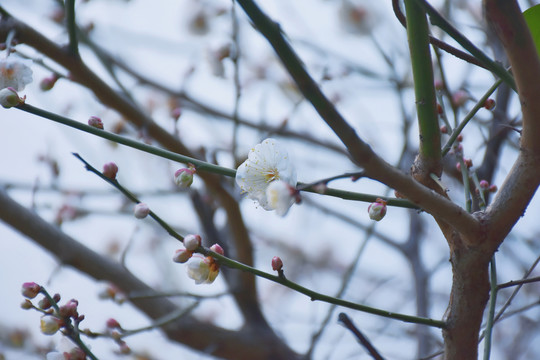 梅花