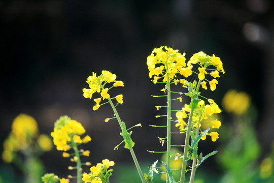 油菜花