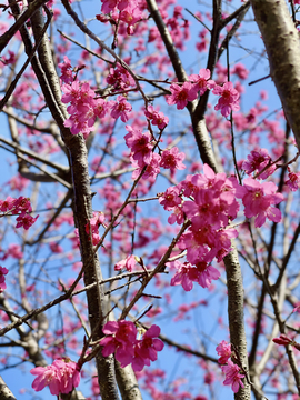 樱花