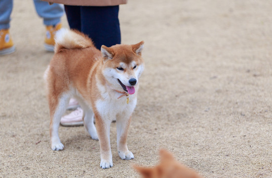 柴犬