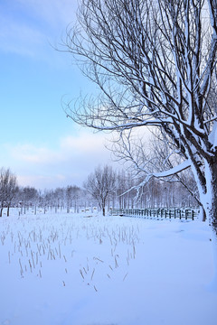 雪景