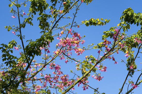 蓝天木棉花