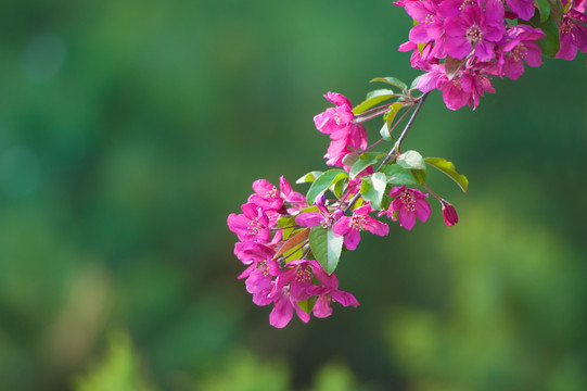 海棠花