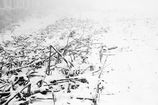 大雾中积雪覆盖的田野