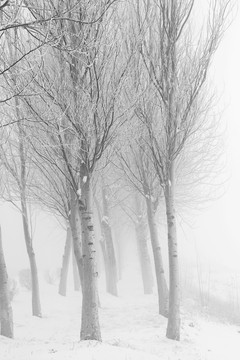 冬季雪后大雾中的树林